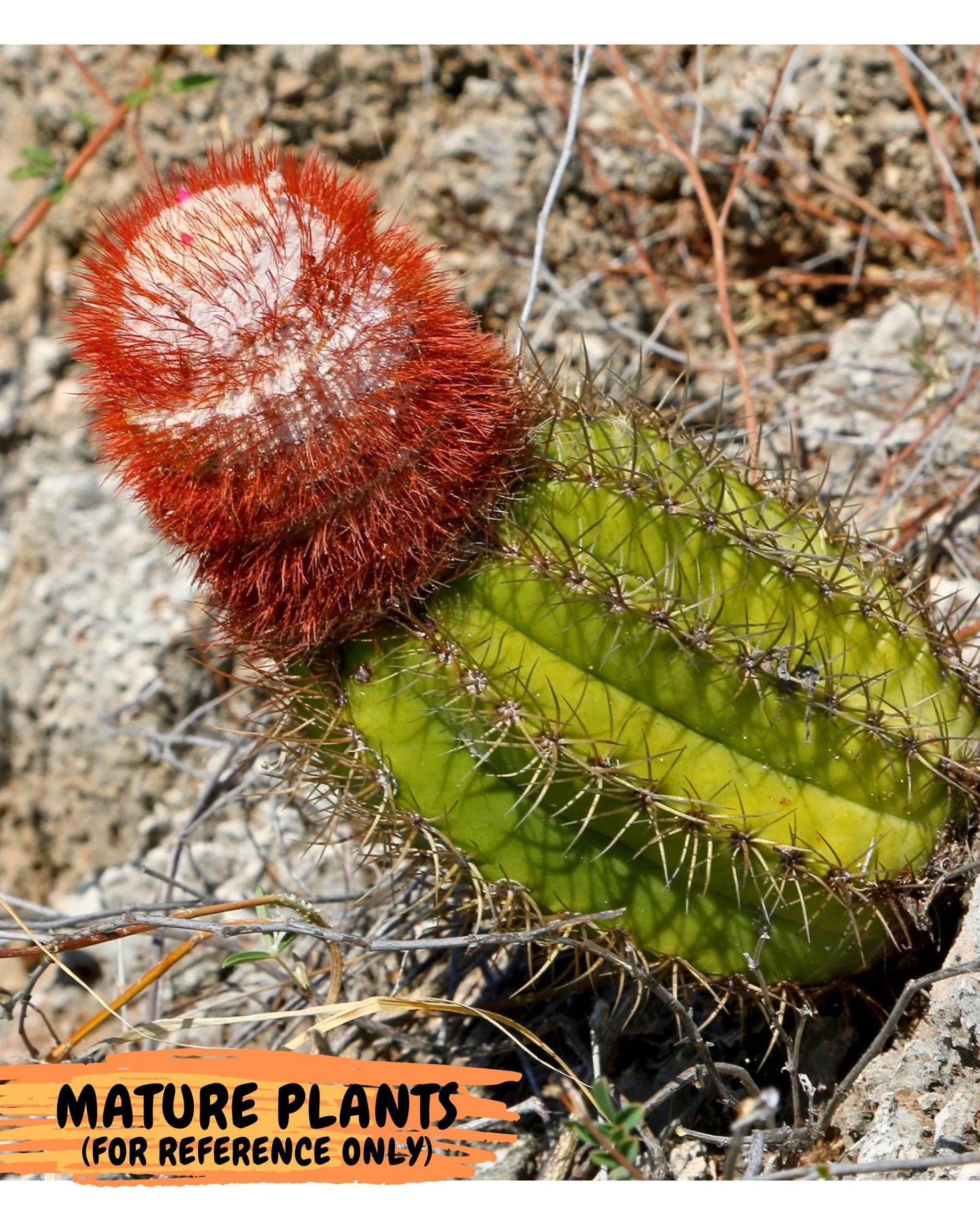 Cereus Geometrizans Matanzanus (p) | House Plant