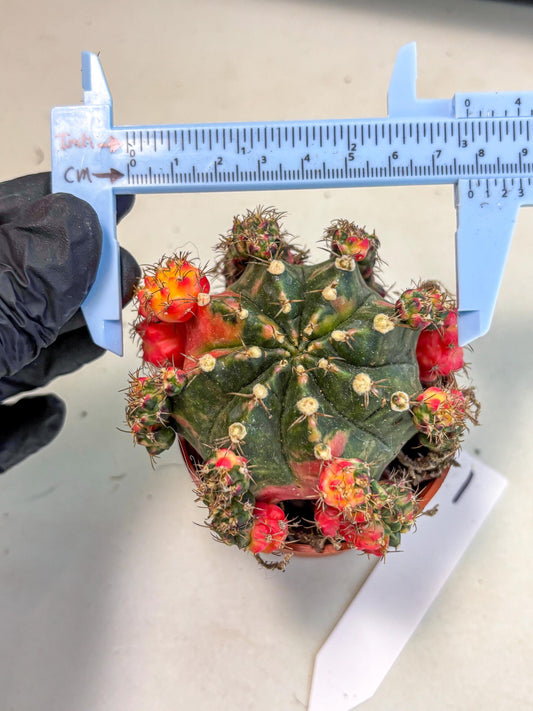 Gymnocalycium Mihanovichii (b) (1) | De-Grafted Plant