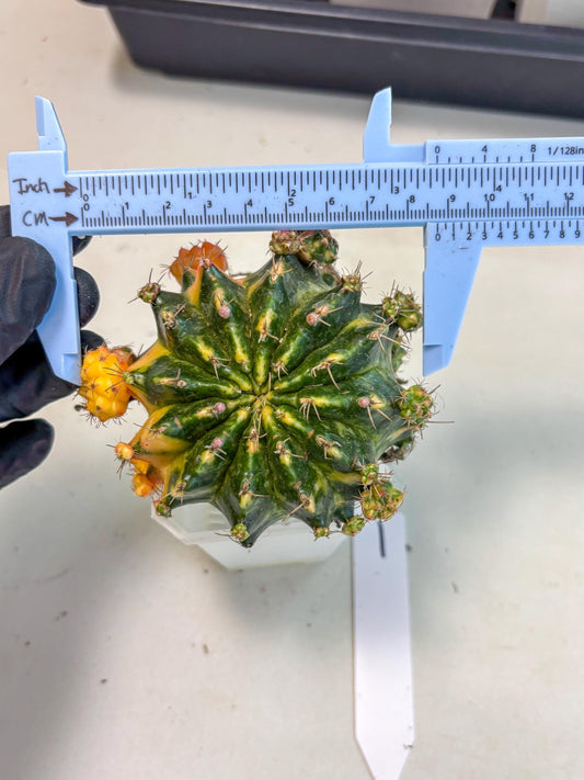 Gymnocalycium Mihanovichii (XL) (o1) | De-Grafted Plant