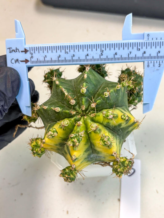 Gymnocalycium Mihanovichii (XL) (o3) | De-Grafted Plant
