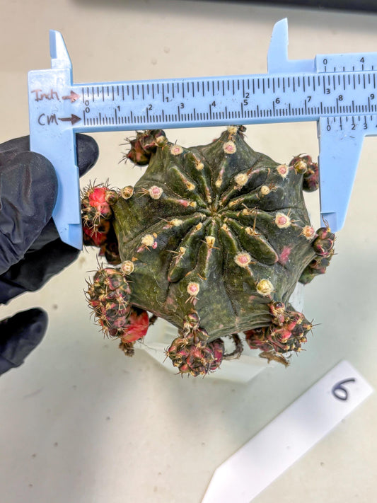 Gymnocalycium Mihanovichii (XL) (o6) | De-Grafted Plant
