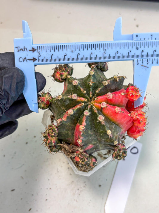 Gymnocalycium Mihanovichii (XL) (10) | De-Grafted Plant