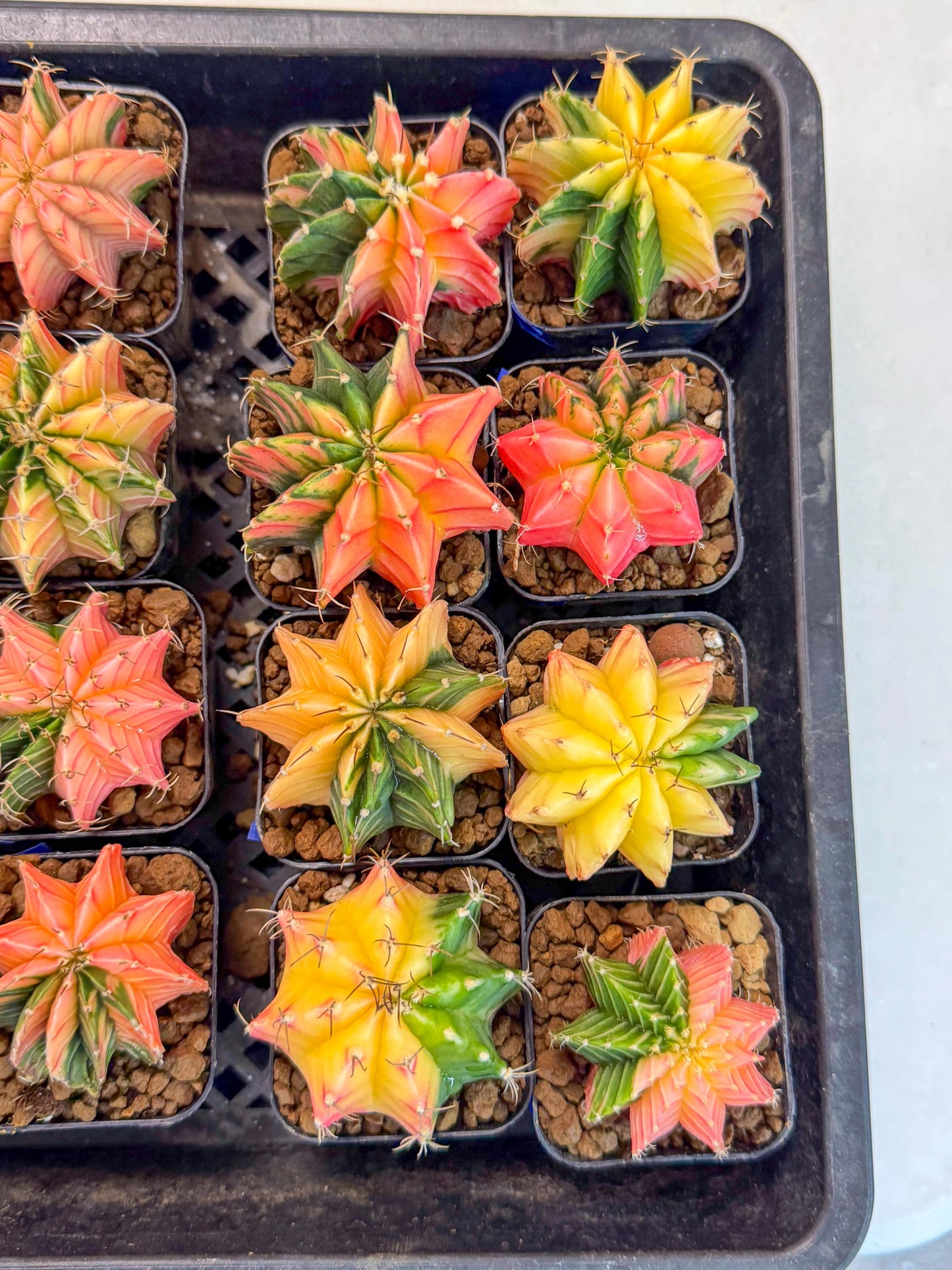 Gymnocalycium Var (AY) (a) | Choose your own plant! 2 Inch Pot