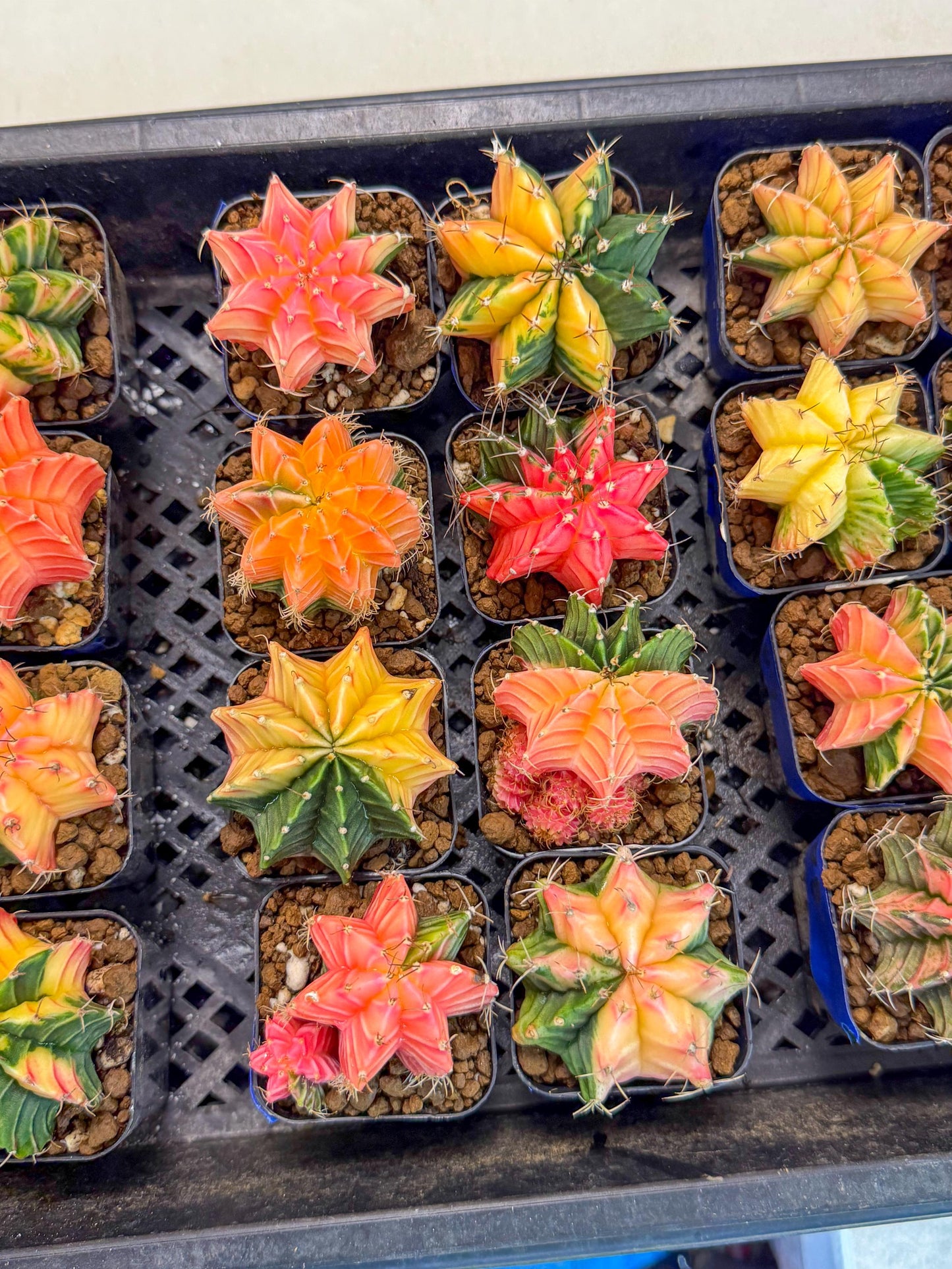 Gymnocalycium Var (AY) (C) | Choose your own plant! 2 Inch Pot