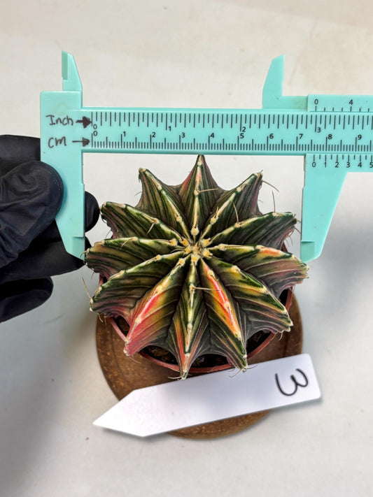 Gymnocalycium Lb Hybrid (gy1) (y3) | Mature Cactus