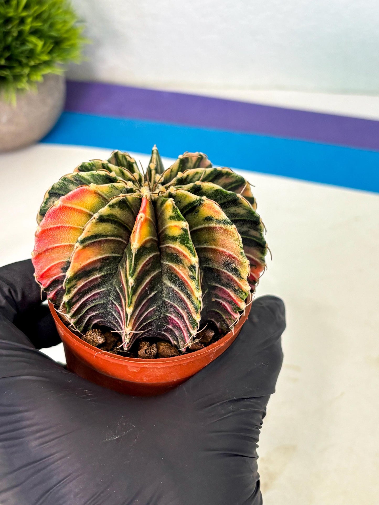 Gymnocalycium Lb Hybrid (gy1) (y3) | Mature Cactus