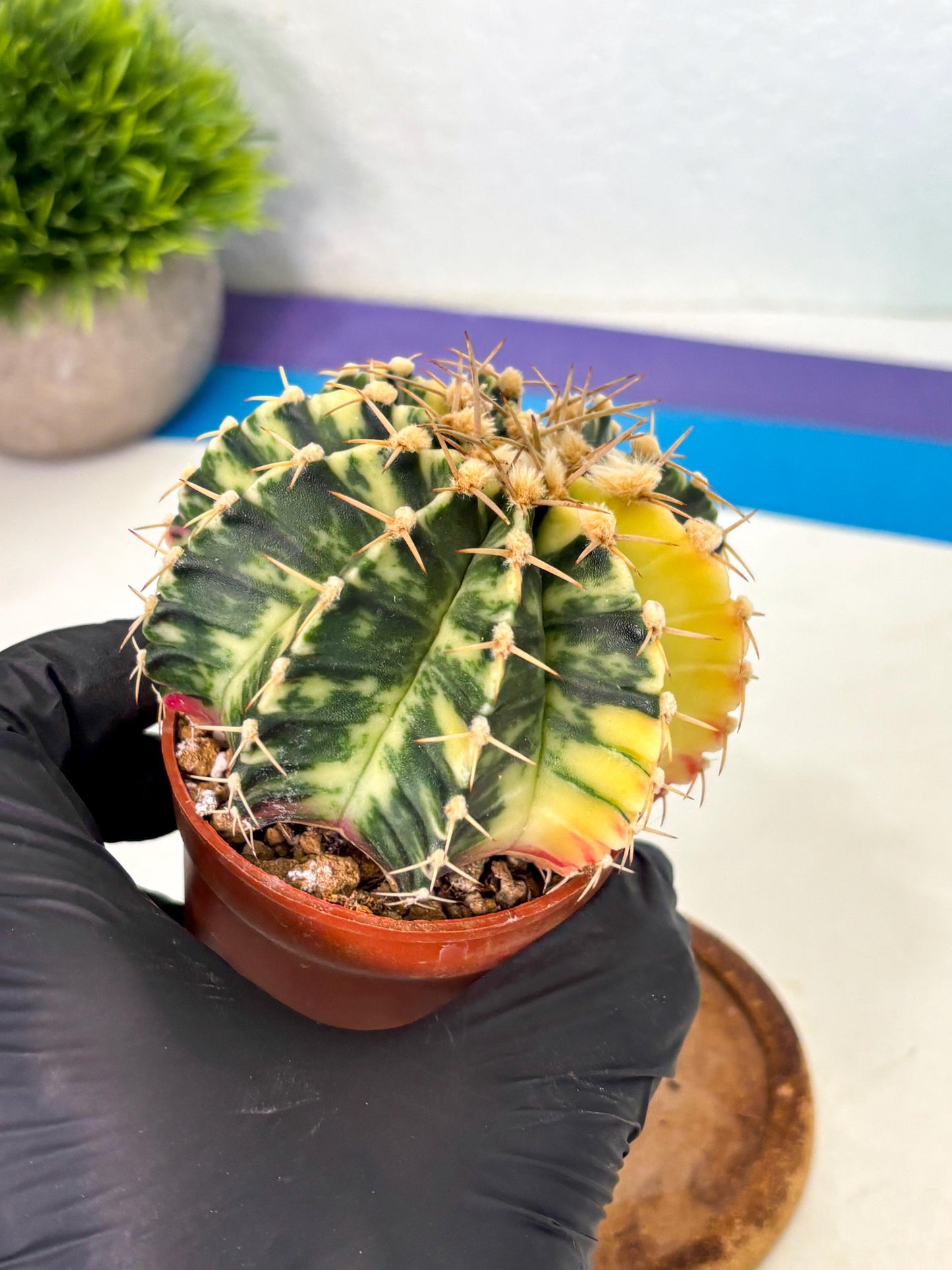 Gymnocalycium Lb Hybrid (gy1) (y4) | Mature Cactus