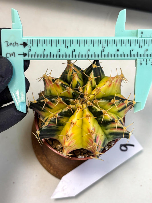 Gymnocalycium Lb Hybrid (gy1) (y6) | Mature Cactus