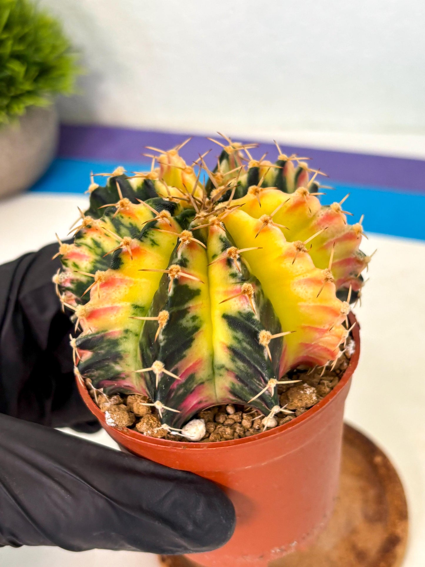 Gymnocalycium Lb Hybrid (gy1) (y6) | Mature Cactus