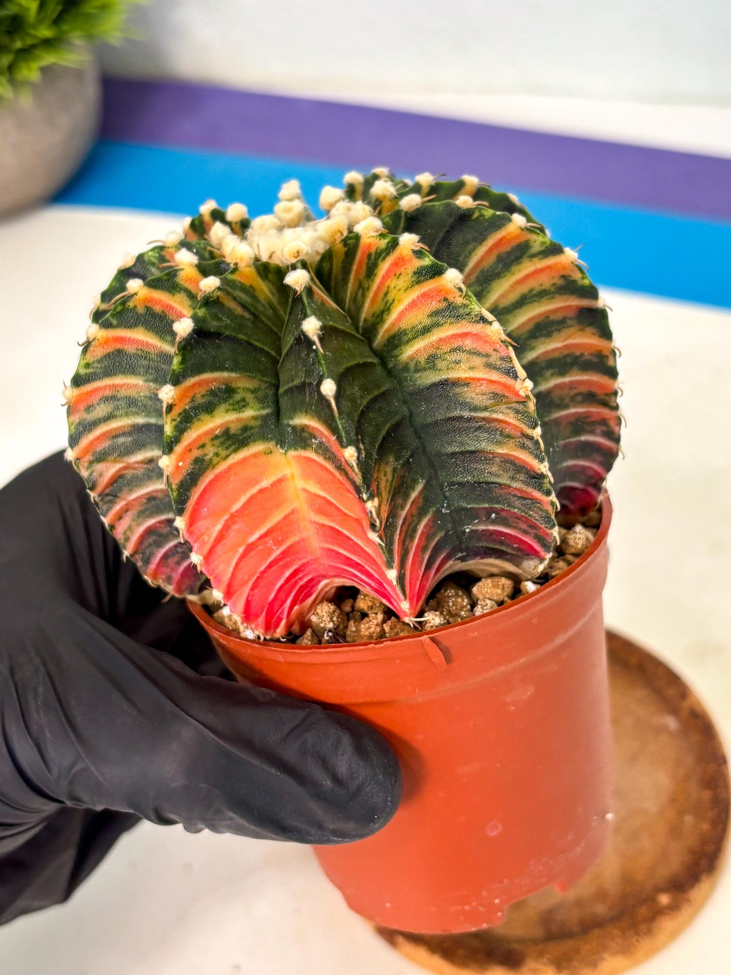 Gymnocalycium Lb Hybrid (gy2) (b1) | Mature Cactus