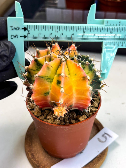 Gymnocalycium Mihanovichii (gy10) (g5) | Mature Cactus