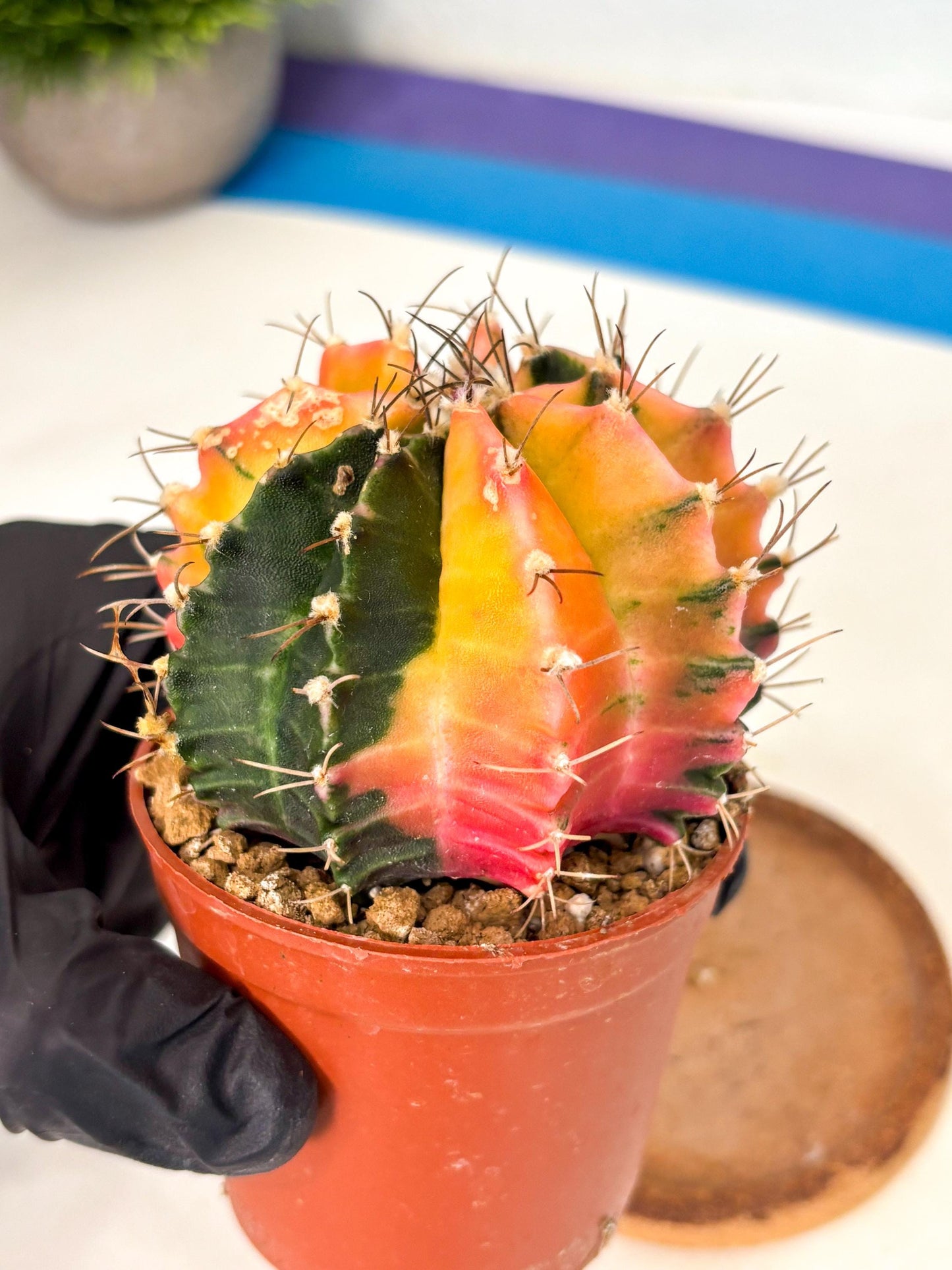 Gymnocalycium Mihanovichii (gy10) (g5) | Mature Cactus