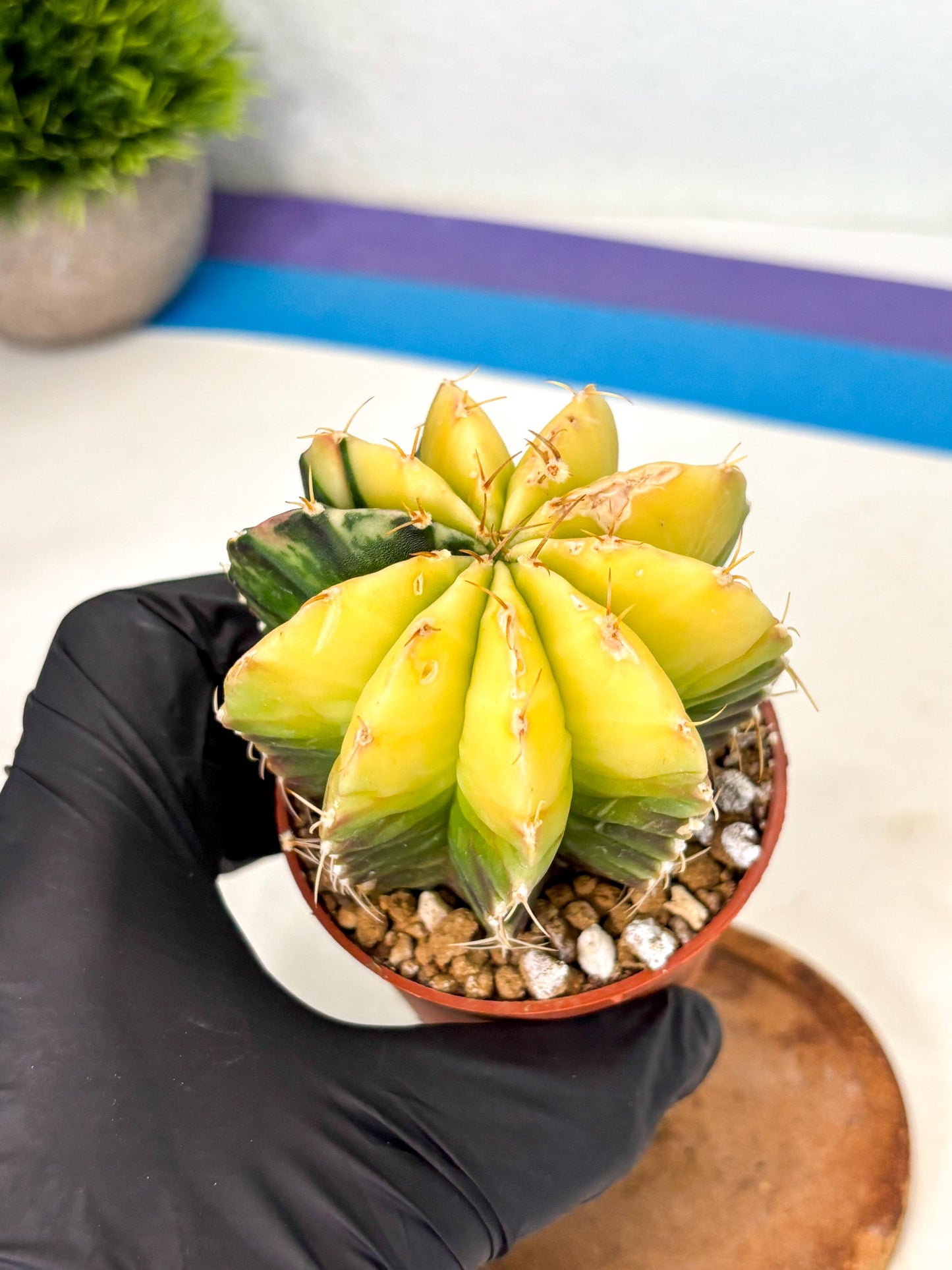 Gymnocalycium Mihanovichii (gy10) (g6) | Mature Cactus