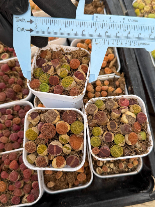 Mix Lithops (rr) | In 2inch Pots