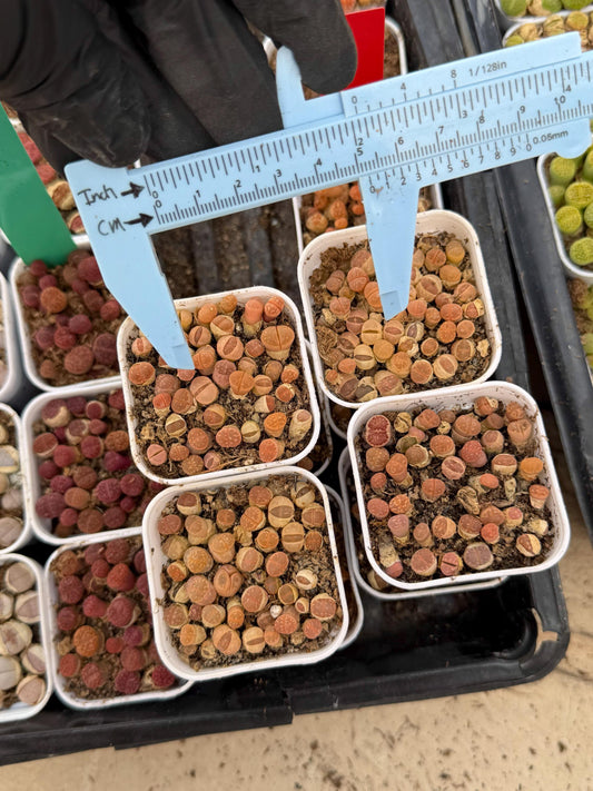 Brown Lithops (gg) | In 2inch Pots