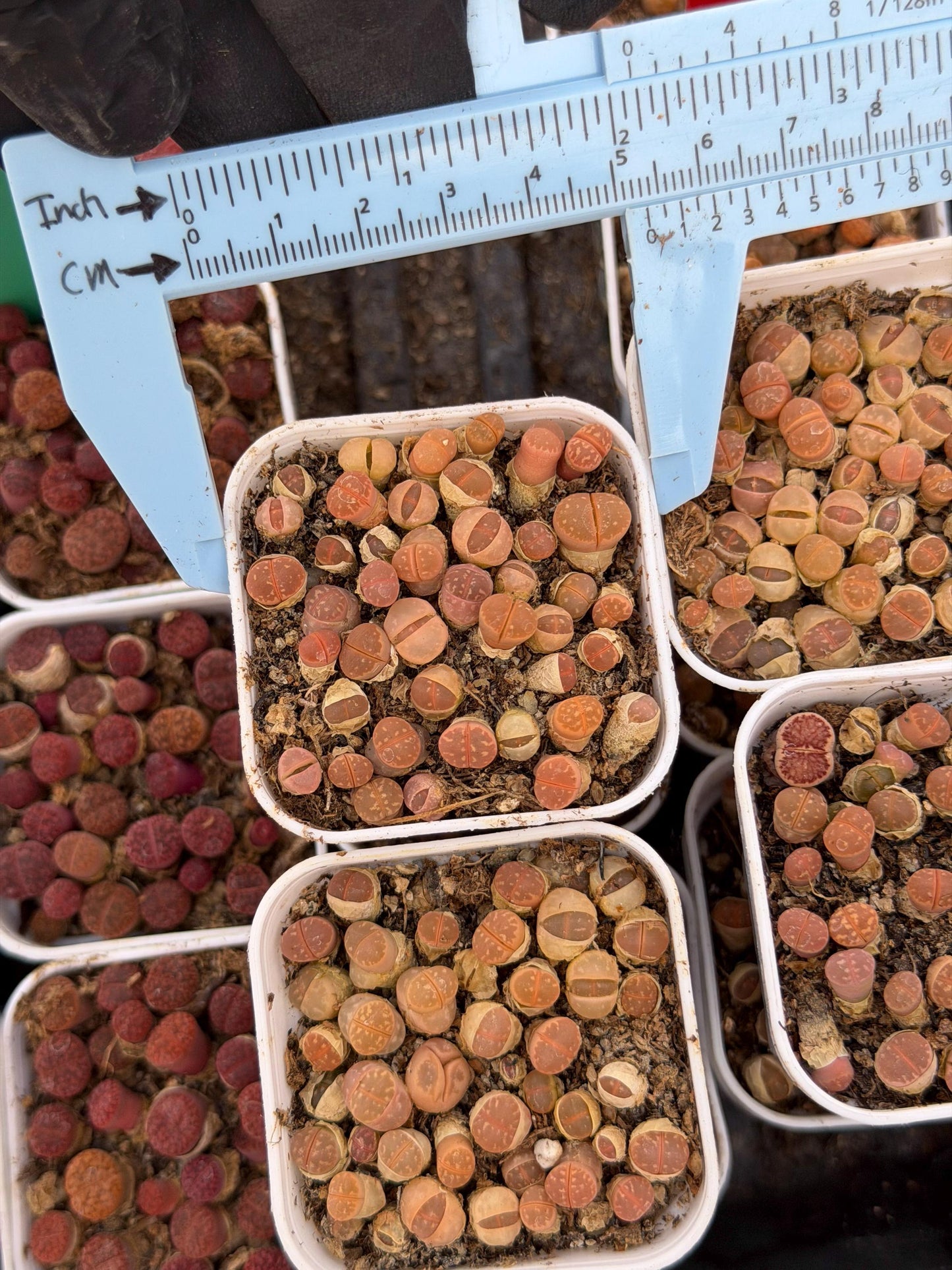Brown Lithops (gg) | In 2inch Pots