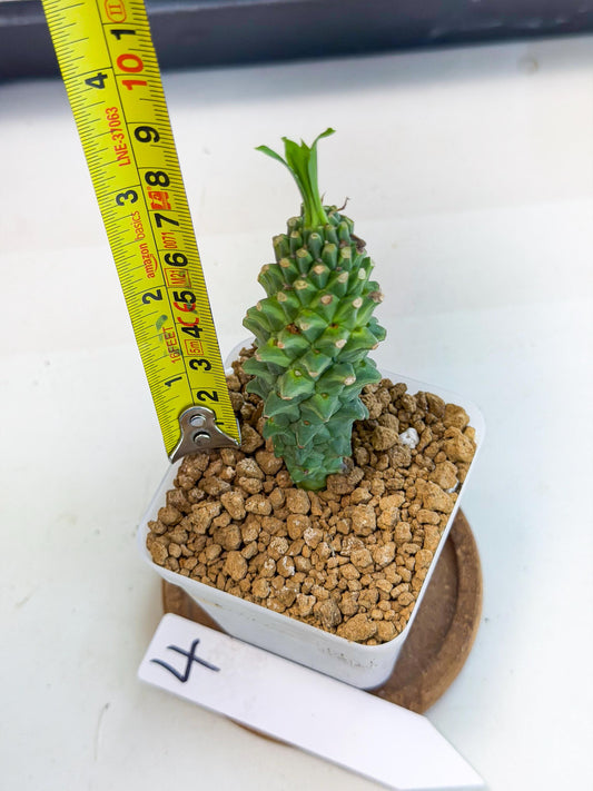 Rare Clandestina (4) | Indoor Plant