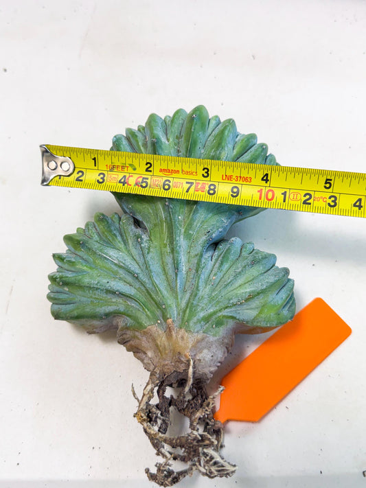 Myrtillocactus Crested (o) | Rare Plants