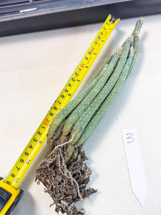 Dahlia Cactus - Wilcoxia poselgeri (3) | Rare Cactus