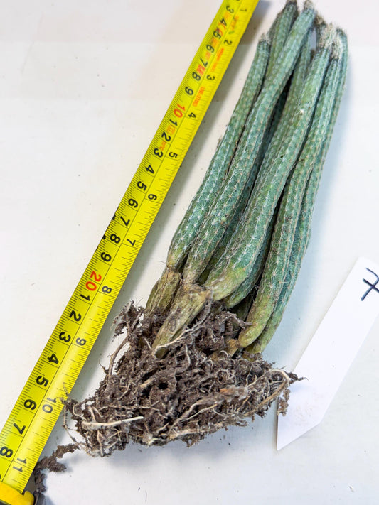 Dahlia Cactus - Wilcoxia poselgeri (7) | Rare Cactus