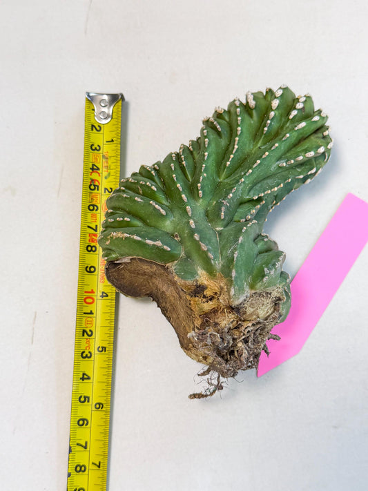 Marginatus Cristata (p) | Rooted Cuttings