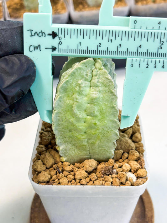 Whitesloanea crassa (12) | Rare House Plants