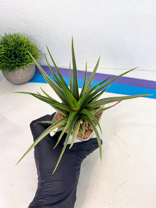 Haworthia Aura (wa2) (p1) | Rare Succulent