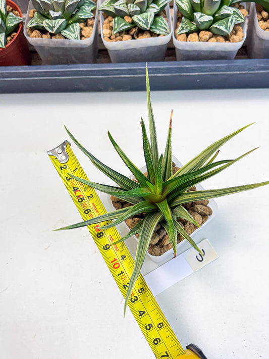 Haworthia Aura (wa2) (p3) | Rare Succulent