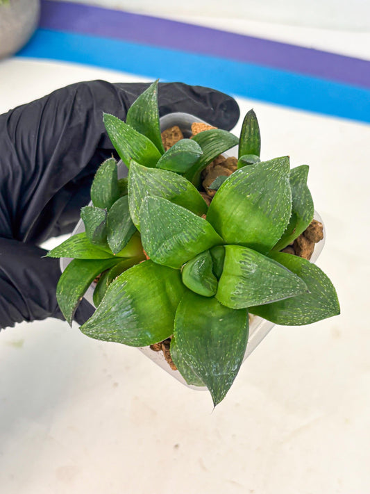 Haworthia Stabilo (wa2) (b2) | Rare Succulent