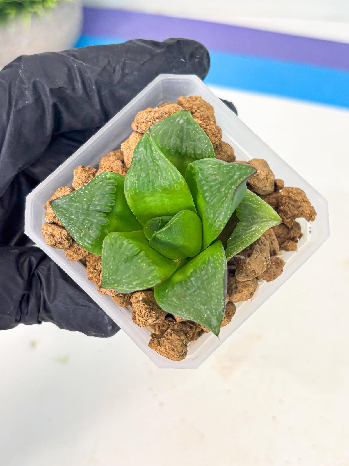 Haworthia Stabilo (wa2) (b4) | Rare Succulent