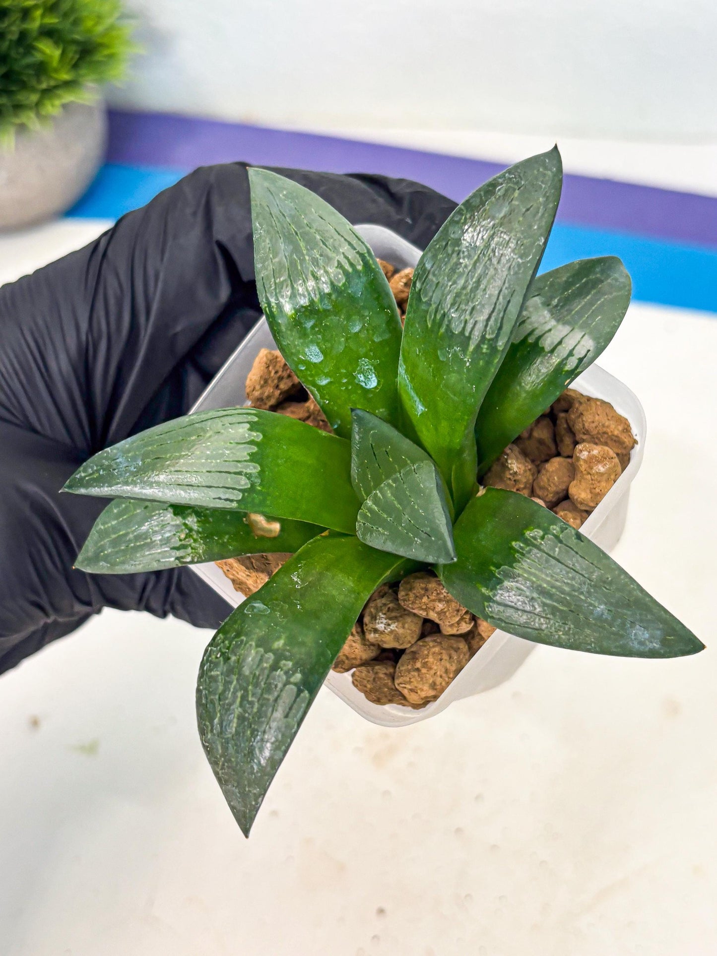 Haworthia Aboukyuu (wa2) (r2) | Rare Succulent