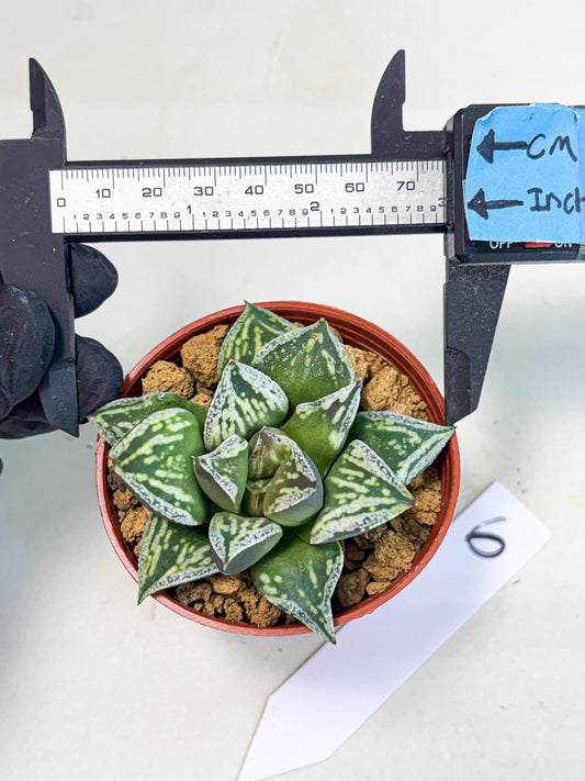 Haworthia Dojakudai Cobbledon (wa2) (r6) | Rare Succulent