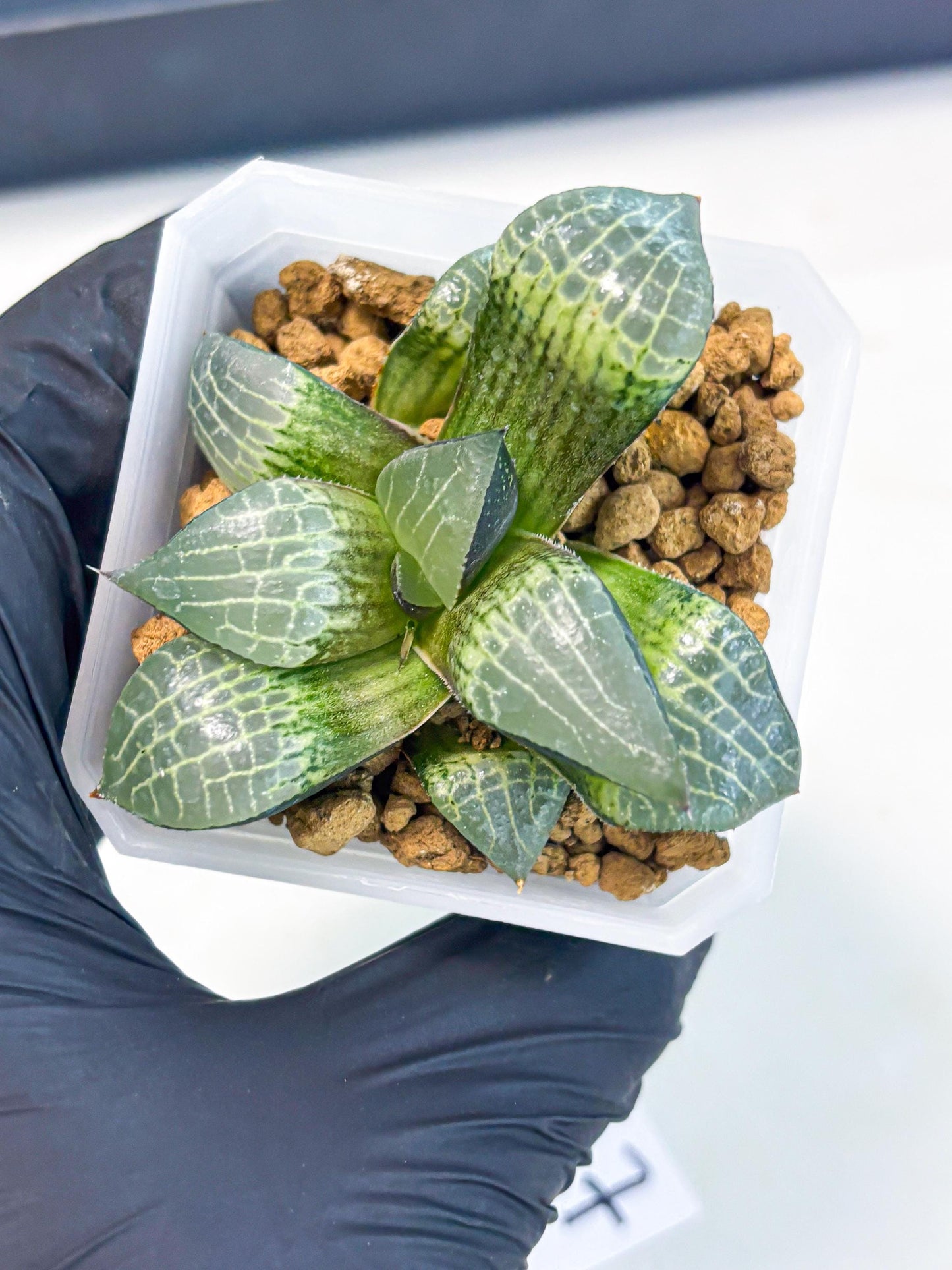 Haworthia Boli Kang (wa3) (y7) | Hong Kong Rare Species