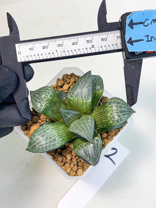 Haworthia Boli Kang (wa3) (b2) | Hong Kong Rare Species