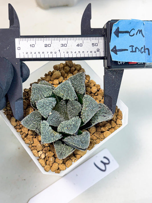 Haworthia Juweicheng (wa3) (b3) | Hong Kong Rare Species