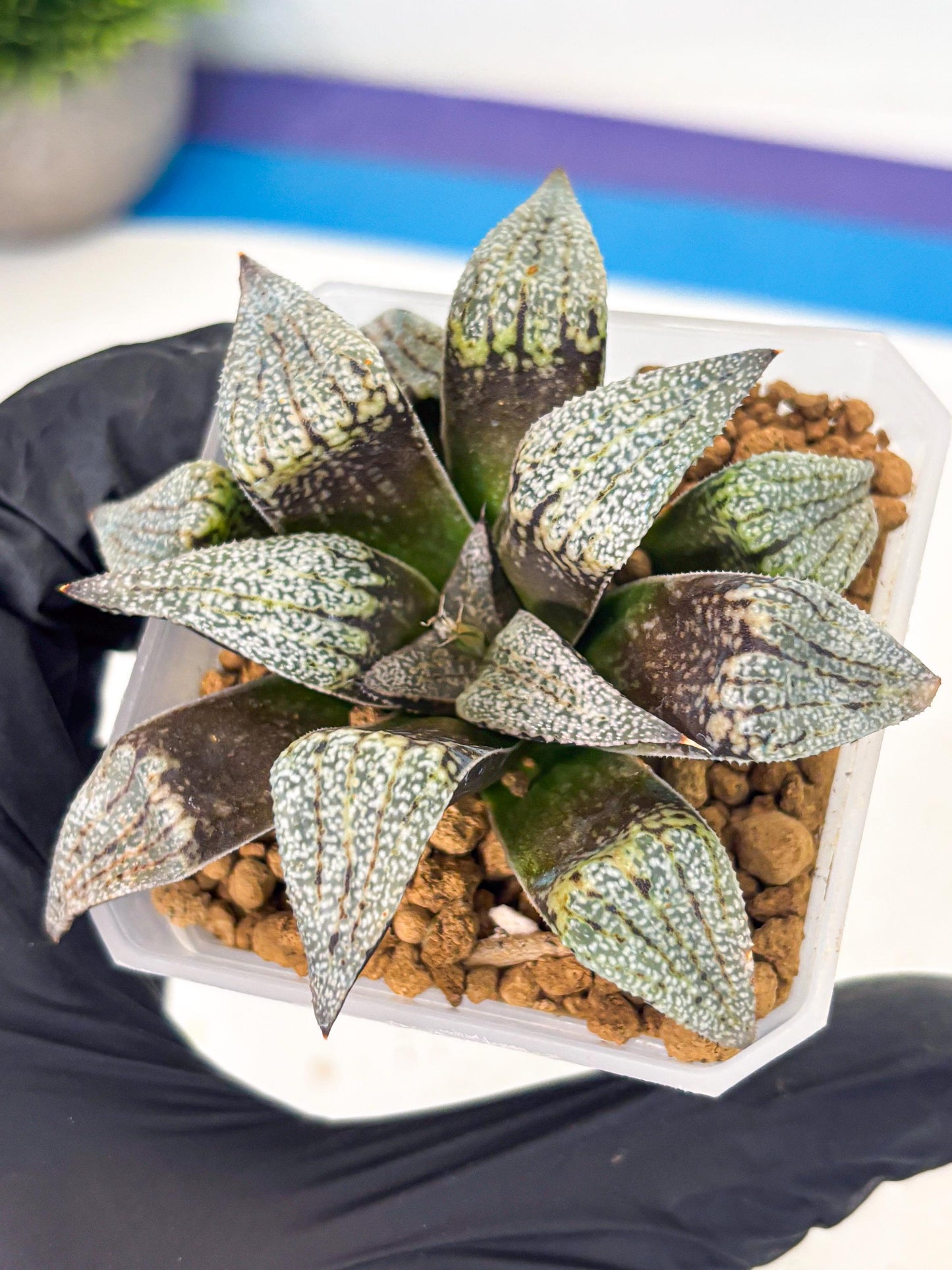 Haworthia Baiyin (wa3) (b7) | Hong Kong Rare Species