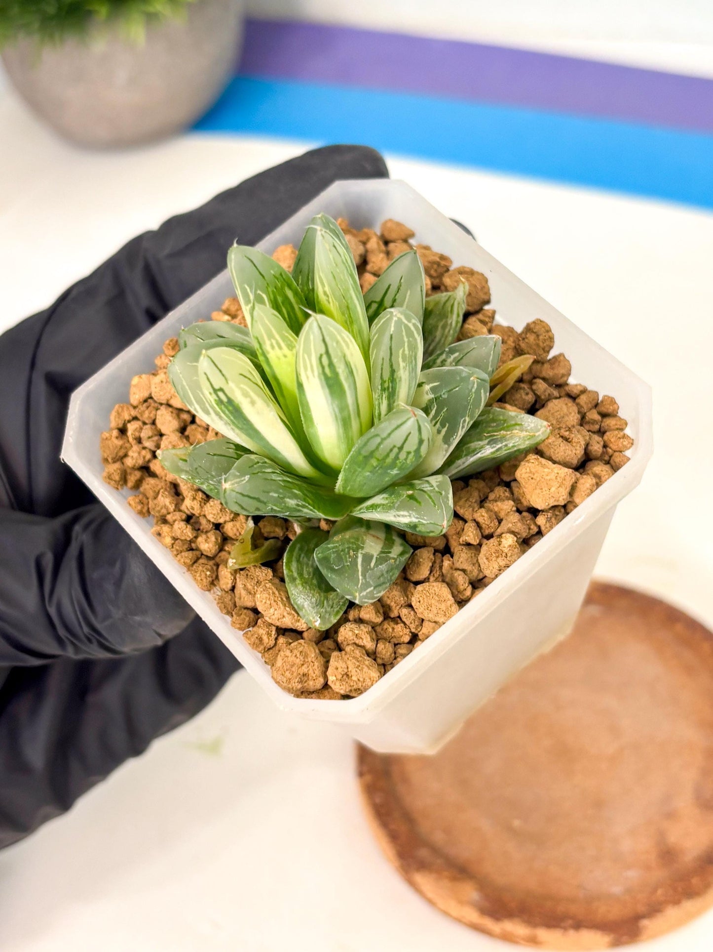 Haworthia Obtusa Light (wa1) (2) | South Korea Import | Succulent