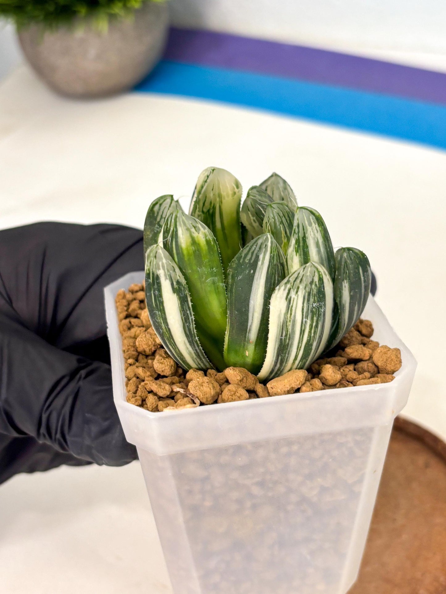 Haworthia Obtusa Hyb Var (wa1) (4) | South Korea Import | Succulent