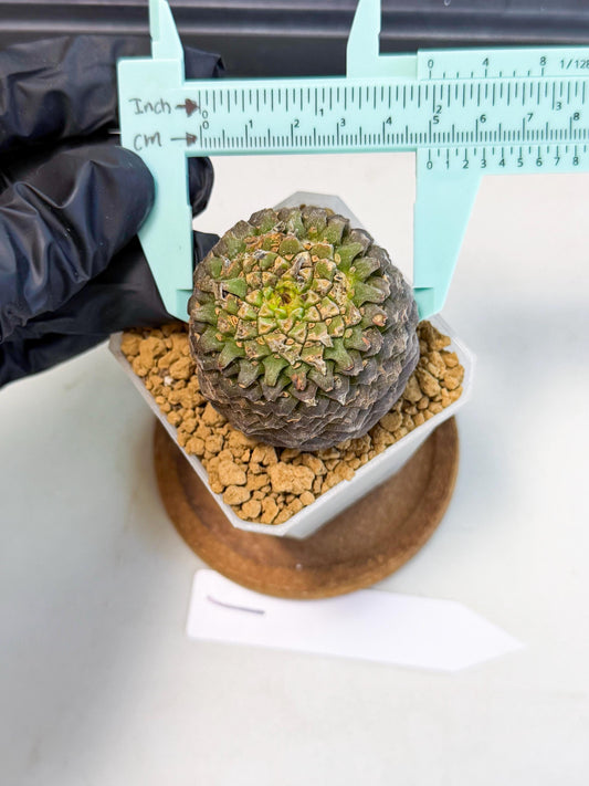 Euphorb Bupleurifolia (1) | Rare House Plant