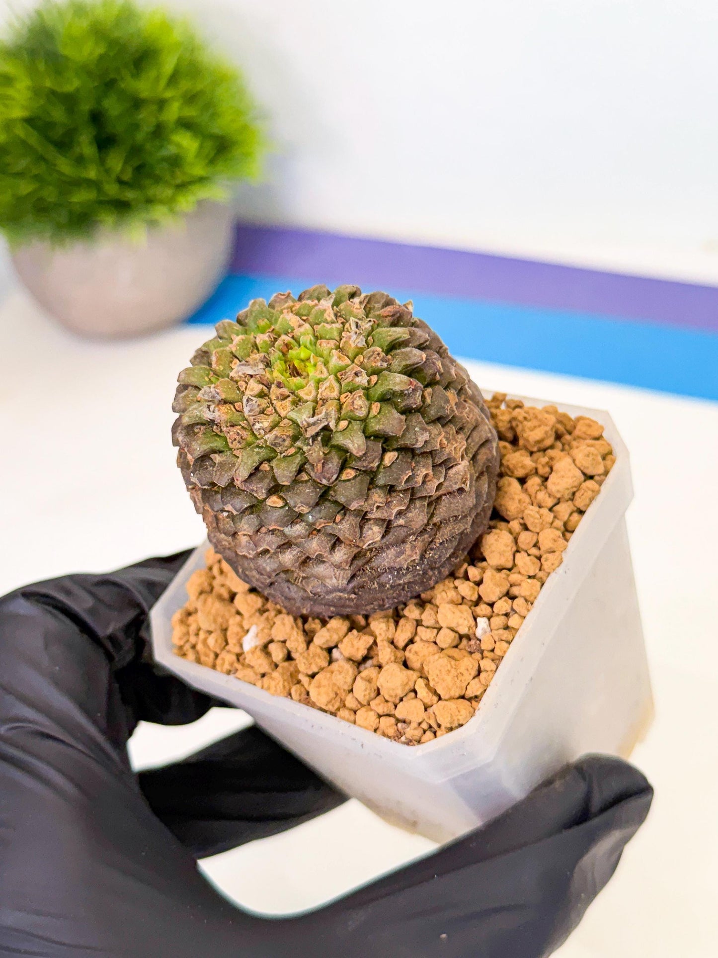 Euphorb Bupleurifolia (1) | Rare House Plant