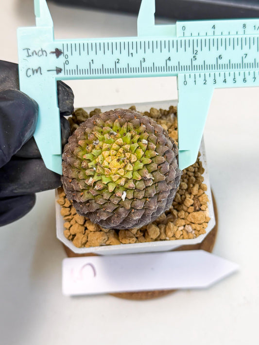 Euphorb Bupleurifolia (5) | Cactus Bonsai