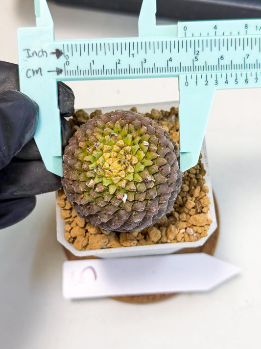 Euphorb Bupleurifolia (5) | Cactus Bonsai