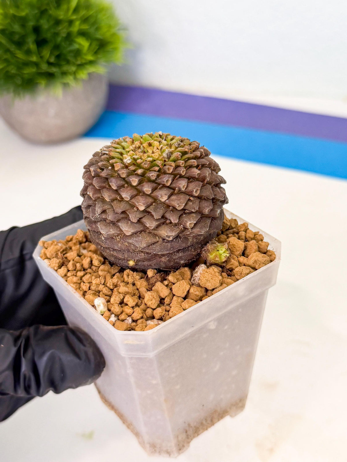 Euphorb Bupleurifolia (5) | Cactus Bonsai