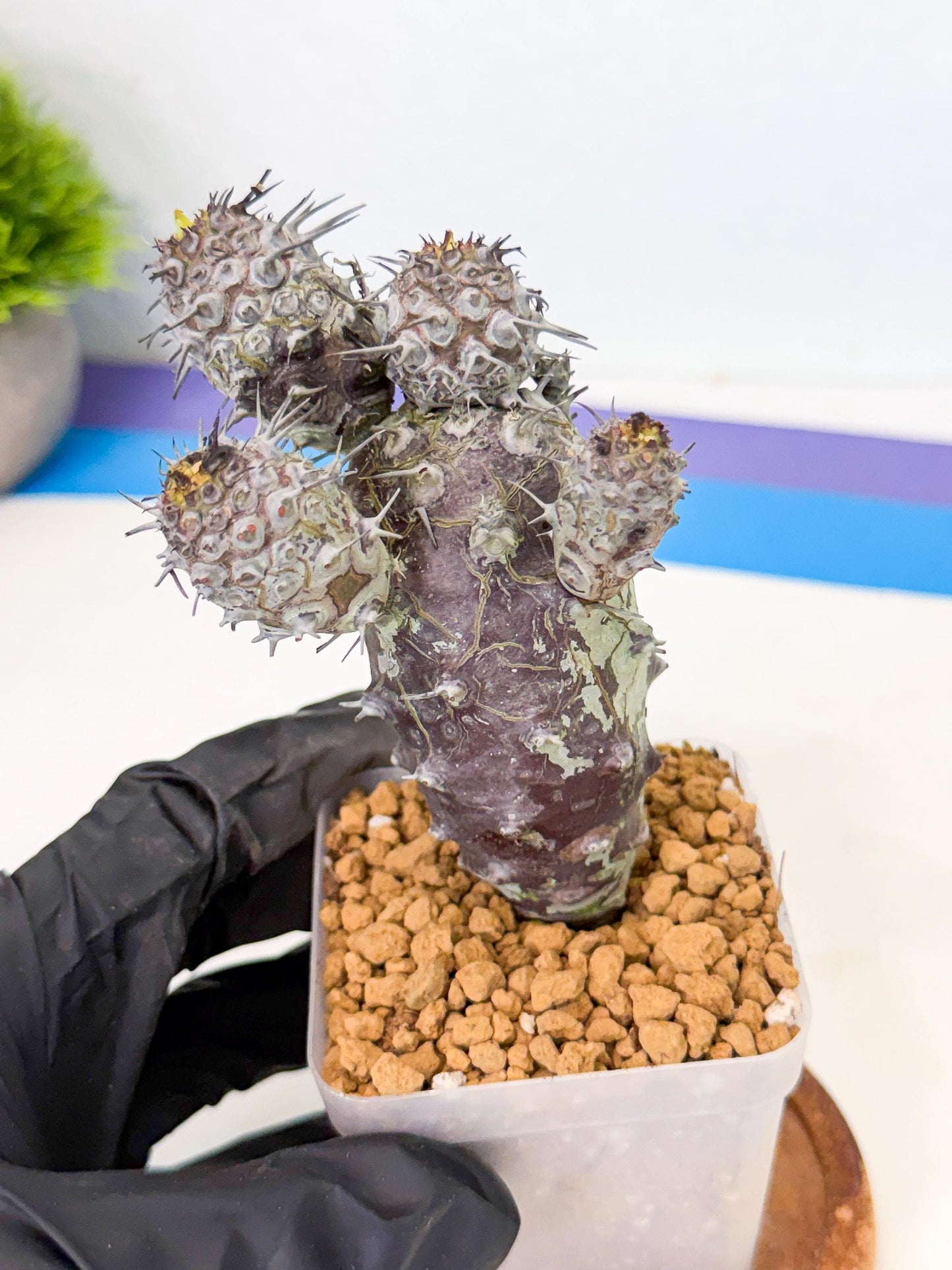 Pachypodioides (3) | Cactus Bonsai