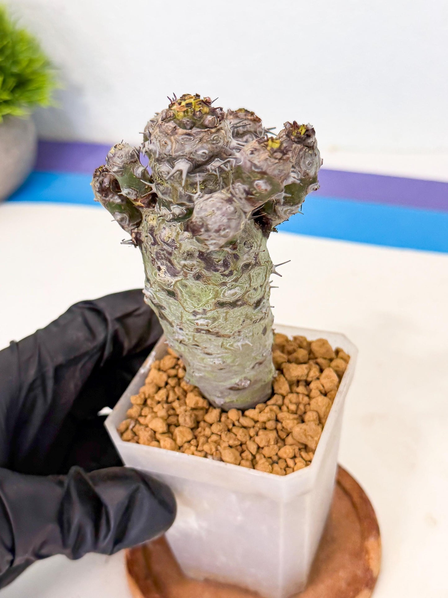 Pachypodioides (4) | Cactus Bonsai