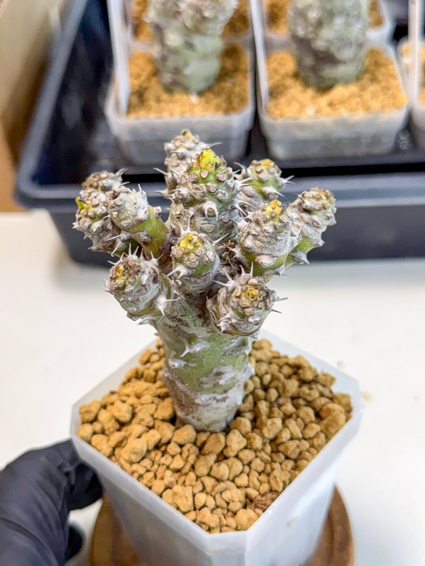 Pachypodioides (8) | Cactus Bonsai
