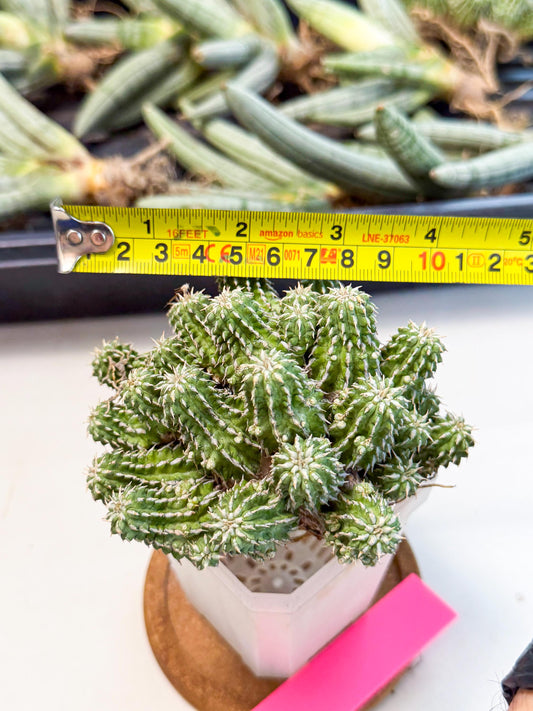 Sepulta Cluster Cactus (p) | Rare Succulent