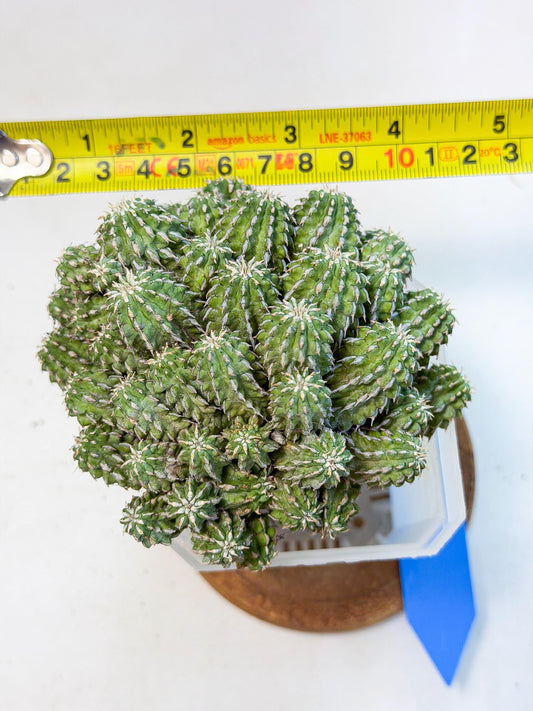 Sepulta Cluster Cactus (b) | Rare Succulent