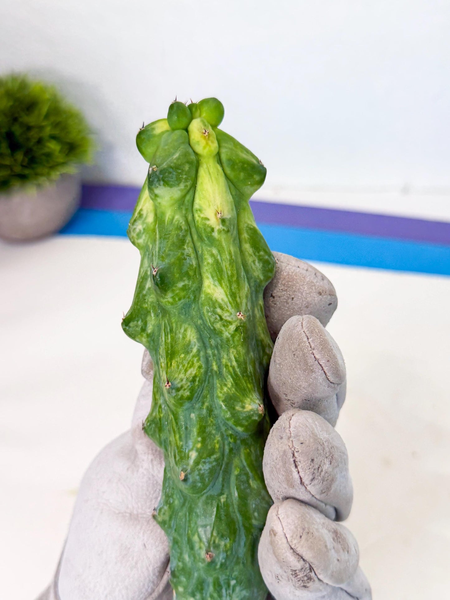 Variegated Boobie Cactus (8) | Best For Drafting