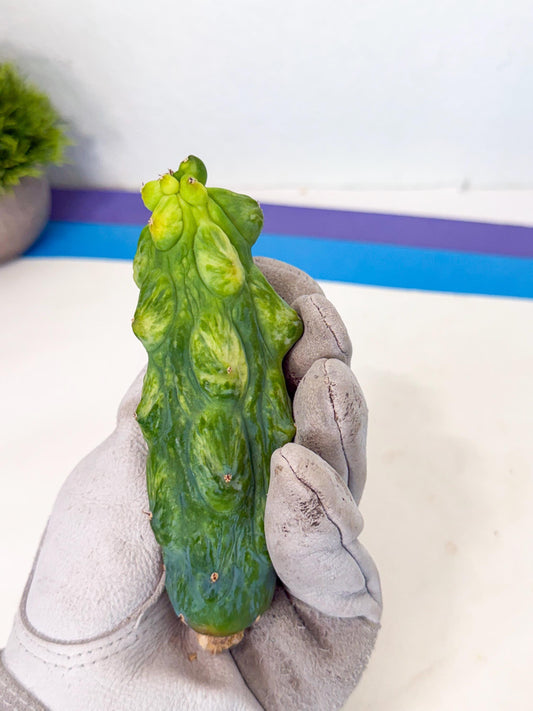 Variegated Boobie Cactus (11) | Best For Drafting